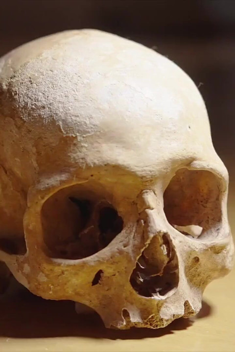 Estudando Anatomia