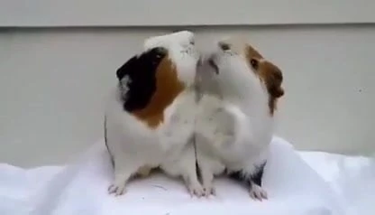 Kiss