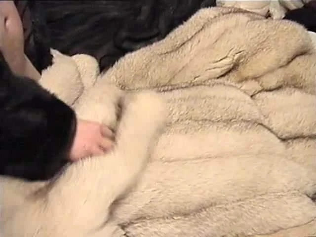 Blue fox fur coat cum shot