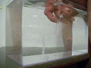 Éjaculation dans l&#39;eau, dans un récipient comme un petit aquarium - 04