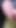 Outdoor Pissing Wearing Cords, Masturbating and Cumming in the Woods - Rockard Daddy