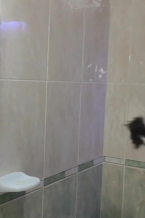 젖탱이를 핥는 십대