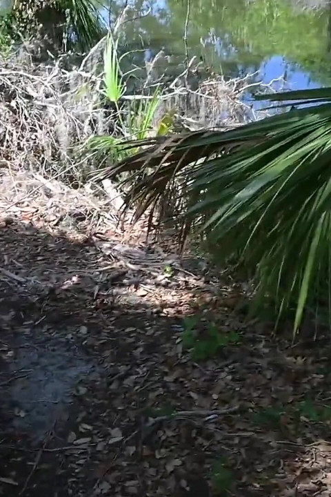Bts Nature Walk and Masturbation on Trail