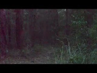 max.imum in the bush