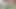 プチアジアンティーン プロネボーンドギースタイル