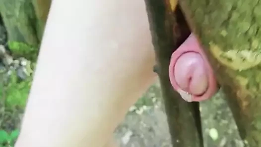 Treecock