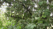 Pratinjau video