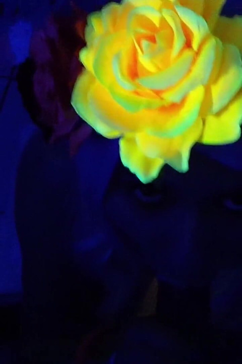 Black Light Cock Sucking