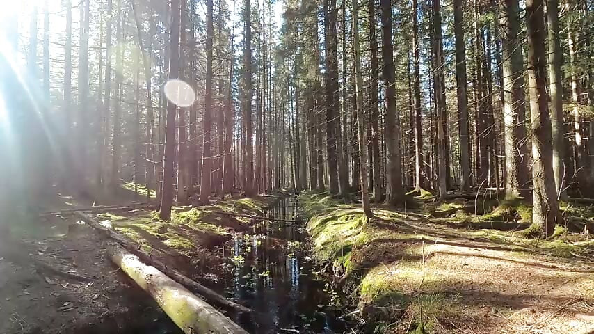 nature 2 video