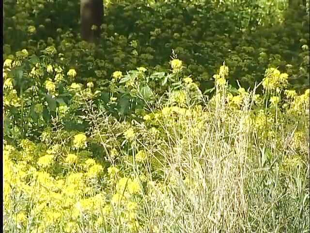 Busty赤毛の十代の持ち上げドレス屋外
