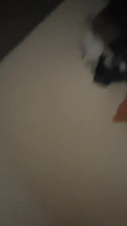 Real faceless couple 69ing , fucking , cumming and all kinds of penetration | Clip 1