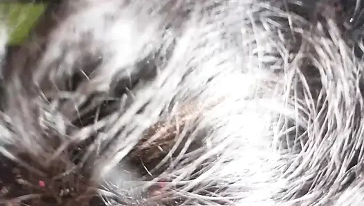 After an Indian Bengali wife was spanked by her ex-husband, he angrily ejaculated in her face.