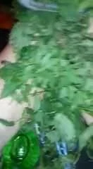 Koprivy 2