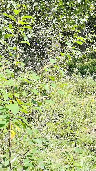 Ein russischer fkk geht völlig nackt in der natur herum