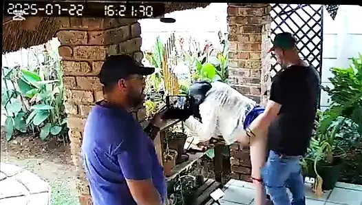 Куколд босс хотел, чтобы я трахнул его жену-шлюшку, он дрочит