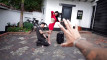 Pregled videozapisa