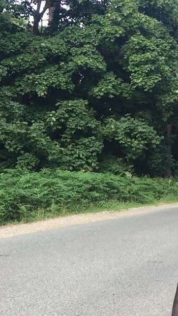 Key moment from "Crossdresser Tranny Outdoors Pissing Compilation 1"
