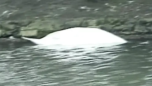 Британские приключения Big Omar: Попка с большими сиськами (2001)