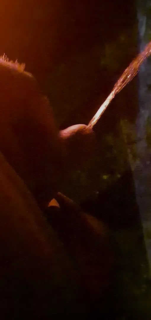 Outdoor Pissing #2 Peeing Porn - Free XXX Video