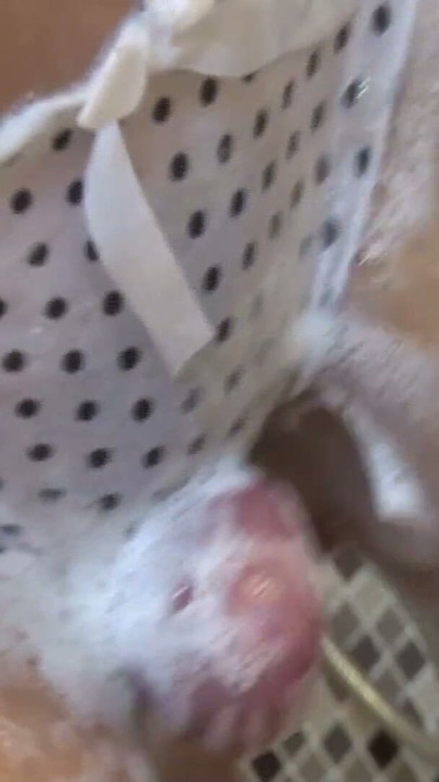 Nasser Fick in der Dusche mit der Chinesin | Clip 2