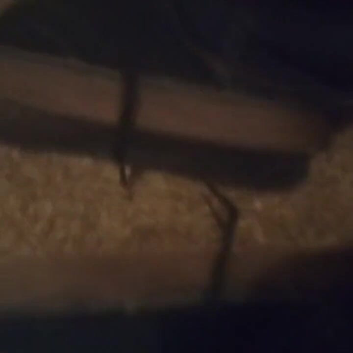 Black Dress Shoes & Cute Fuzzy Striped Dirty Socks (no Audio)