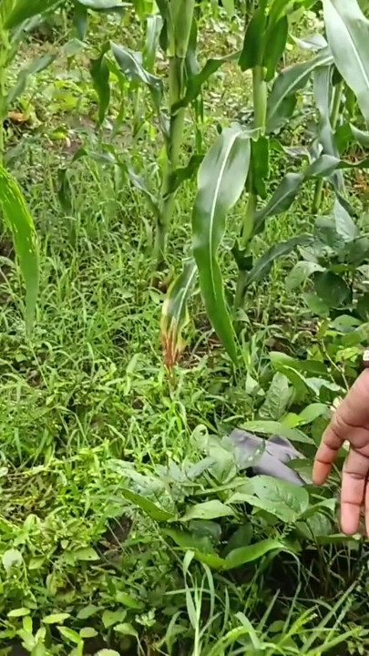 desi ladki ko jungle mein lagakar chudai ki Village girl Fucks Outside Desi Local Village Outdoor girl sex Indian Village Girl in Jungle Sex | Clip 1