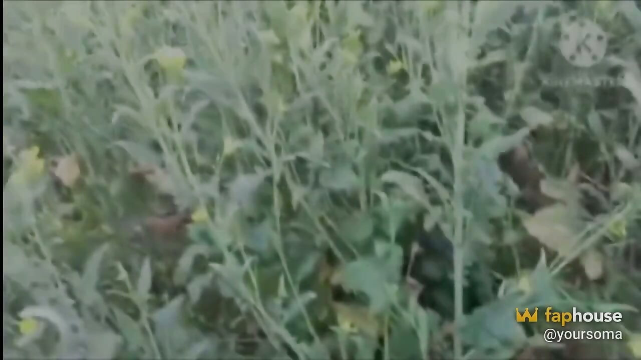 Village Bhabhi Fucked in Mustard Field in Doggy Style by Field Owner