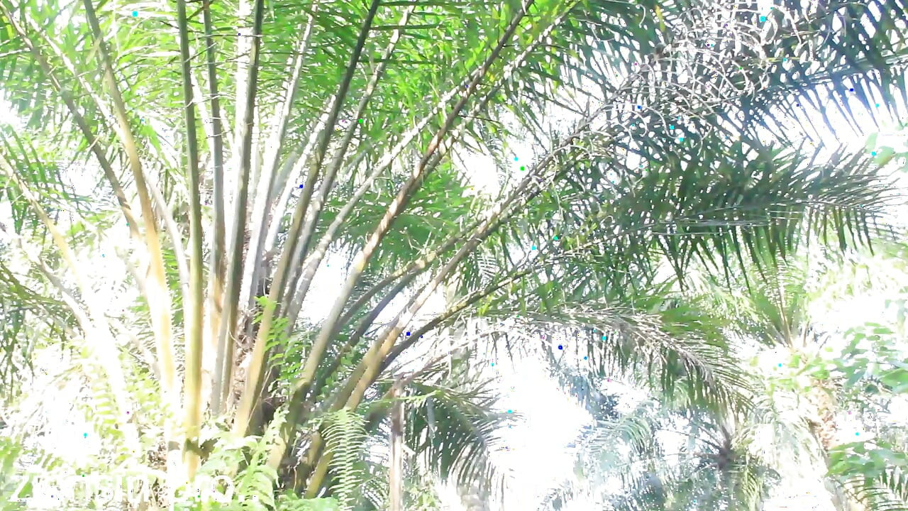 African Lovers in Bush Fucking