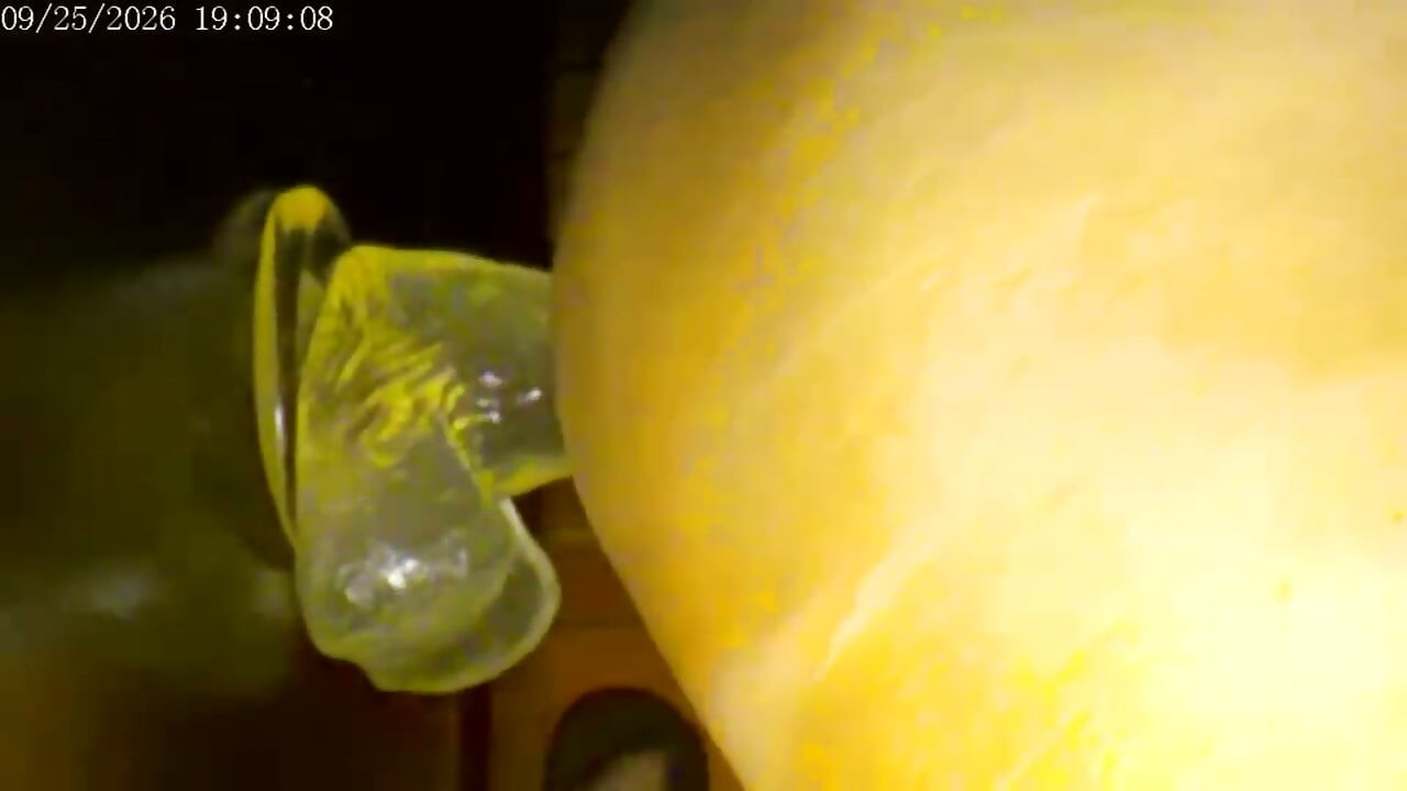 9-25-26 Cam 2 Compilation Friday Friends Day Toy Ride Thank You for Driving My Ranking and Revenue Love to You All.