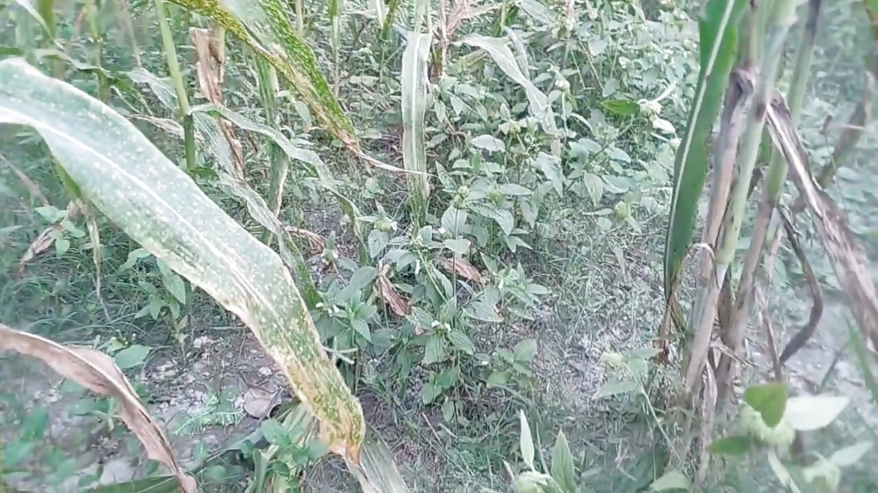 প্রথমবারের ছেলে গরম ভারতীয় শিমেলের সাথে জঙ্গলে বাইরে