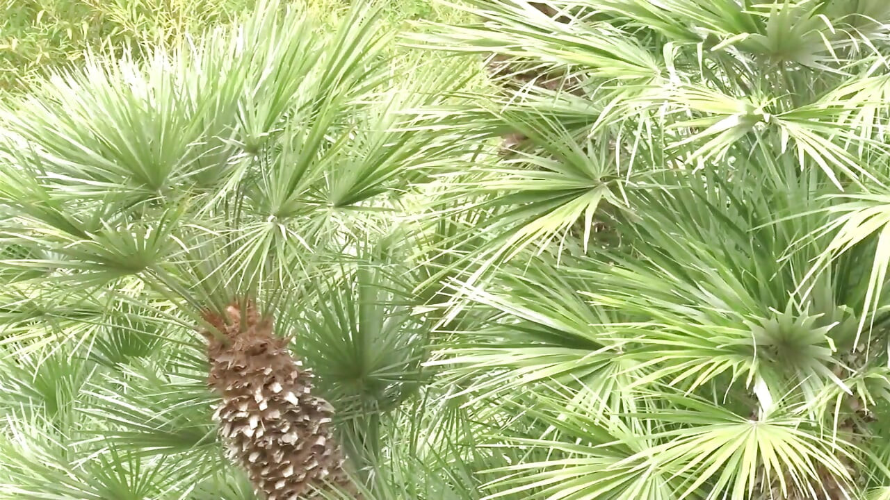 Exclusive video Bareback: Great outdoor fuck between hot and sexy horny guys