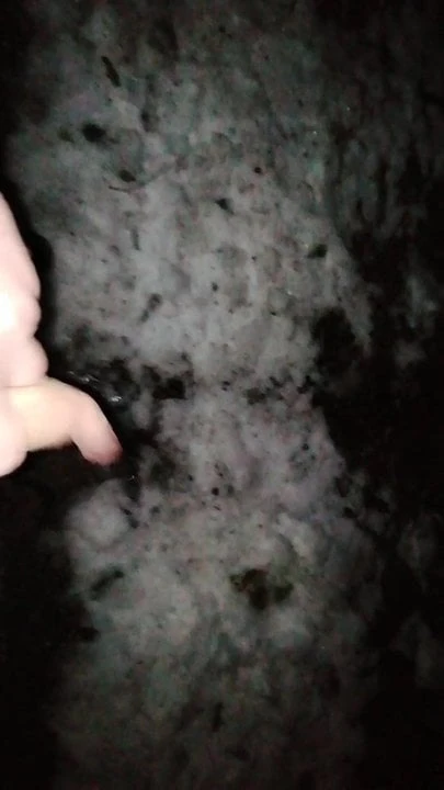 pissing in the woods