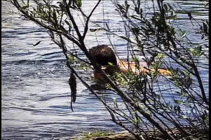 Guerreiro da selva sonha com um rapaz bonito e tesudo para jogos de sexo quente