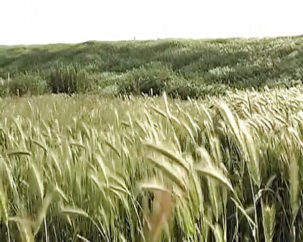 Perfect German Village Girl Showing Her Cock Sucking Skils
