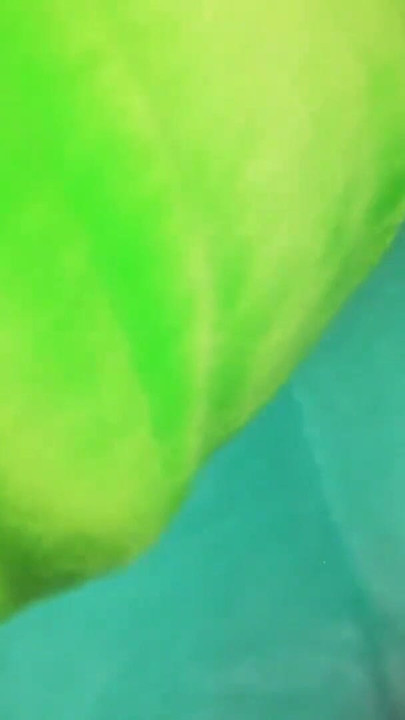 Fucking my bulbasaur plush until I cum all over it - Camilo Brown | Clip 1