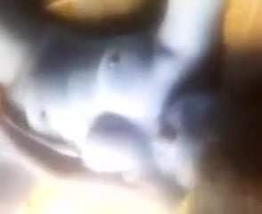 Yureibys masturbandose