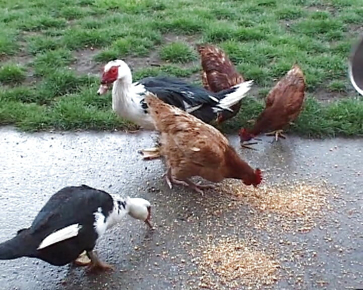 Рыжая французская кукла дает все ее дырки этому возбужденному ковбою