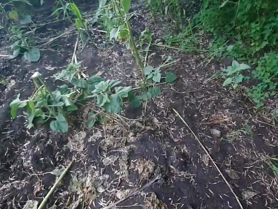 Guy in Raincoat Pisses Outdoors Then Strips Naked and Cums
