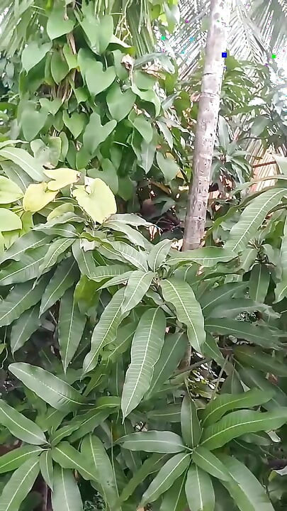 XXX Younger Step Bother Penis Got Hard After Seeing The Beauty of Hot Sister-in-law