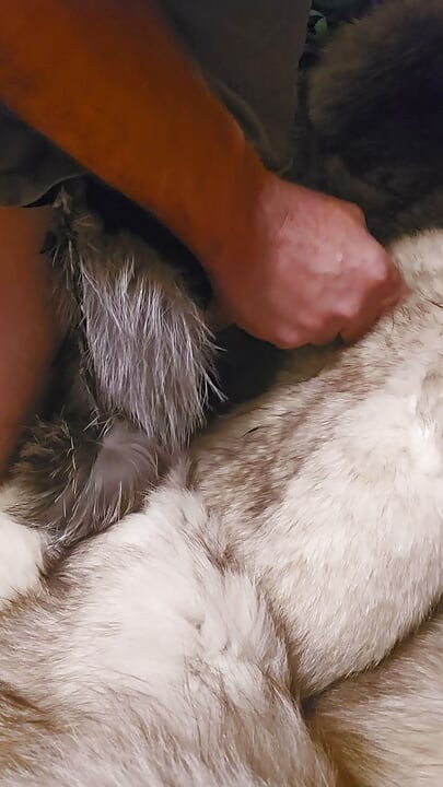 Fox fur mittens masterbation furry coat cum