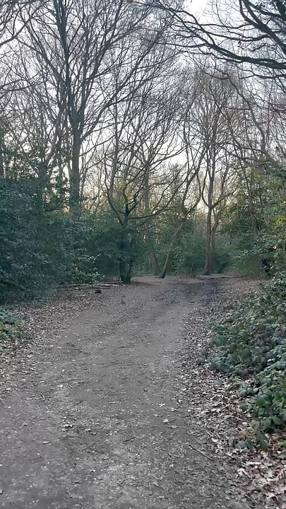 Walking in the Wood