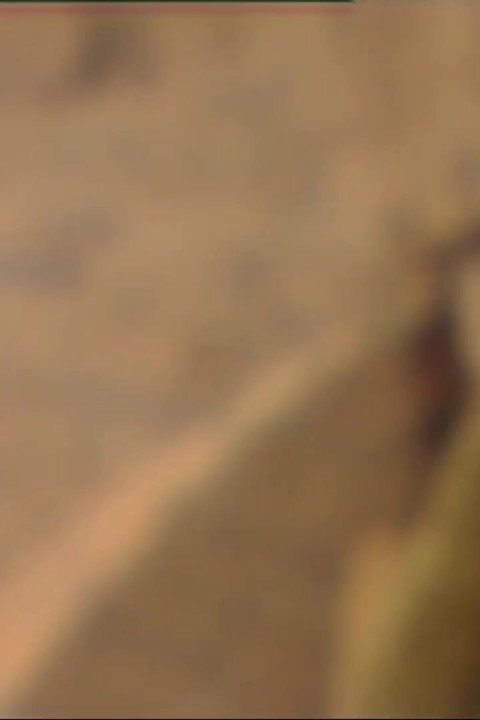 Unchained Nymphos Devouring Big Dicks