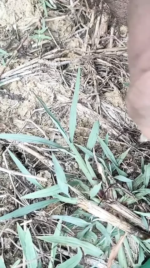 Outdoor Indian Boy Handjob mms