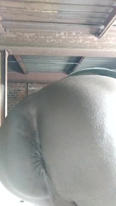 My Masculine Asshole