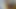 Rat masturbation 3