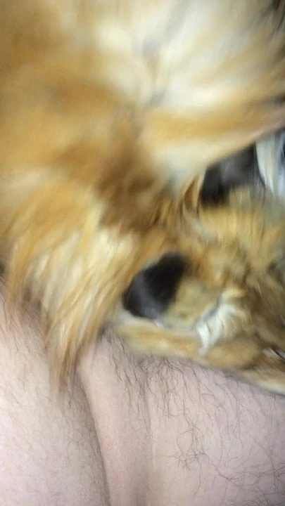 Jerking off with Fox Fur