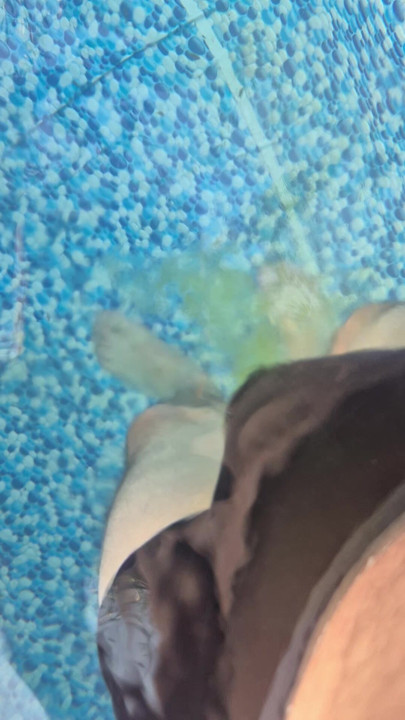 Me pissing in the neighbor's swiming pool when she's not at home
