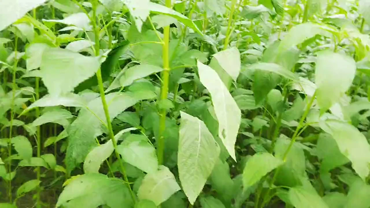 Üvey kız kardeşimle jute yemeye gittim.