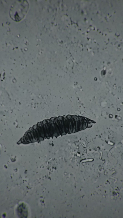 Parasite Ava Amira Mind Control Scissoring