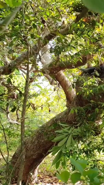 Living With Adam And Eve In The Paradise Of Intense Anal Whoring | Clip 1
